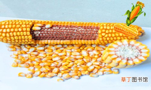 玉米的植物分类和特点 玉米属于什么类