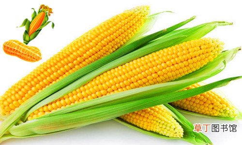 玉米的植物分类和特点 玉米属于什么类
