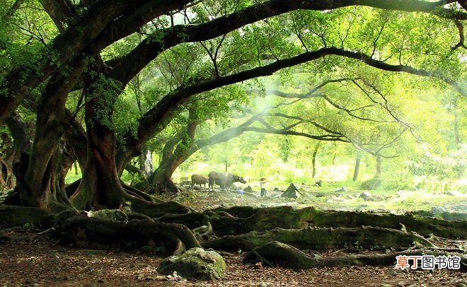 独木成林的树种介绍 独木成林的树是什么树