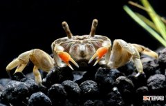 家养小螃蟹的方法 小螃蟹怎么养