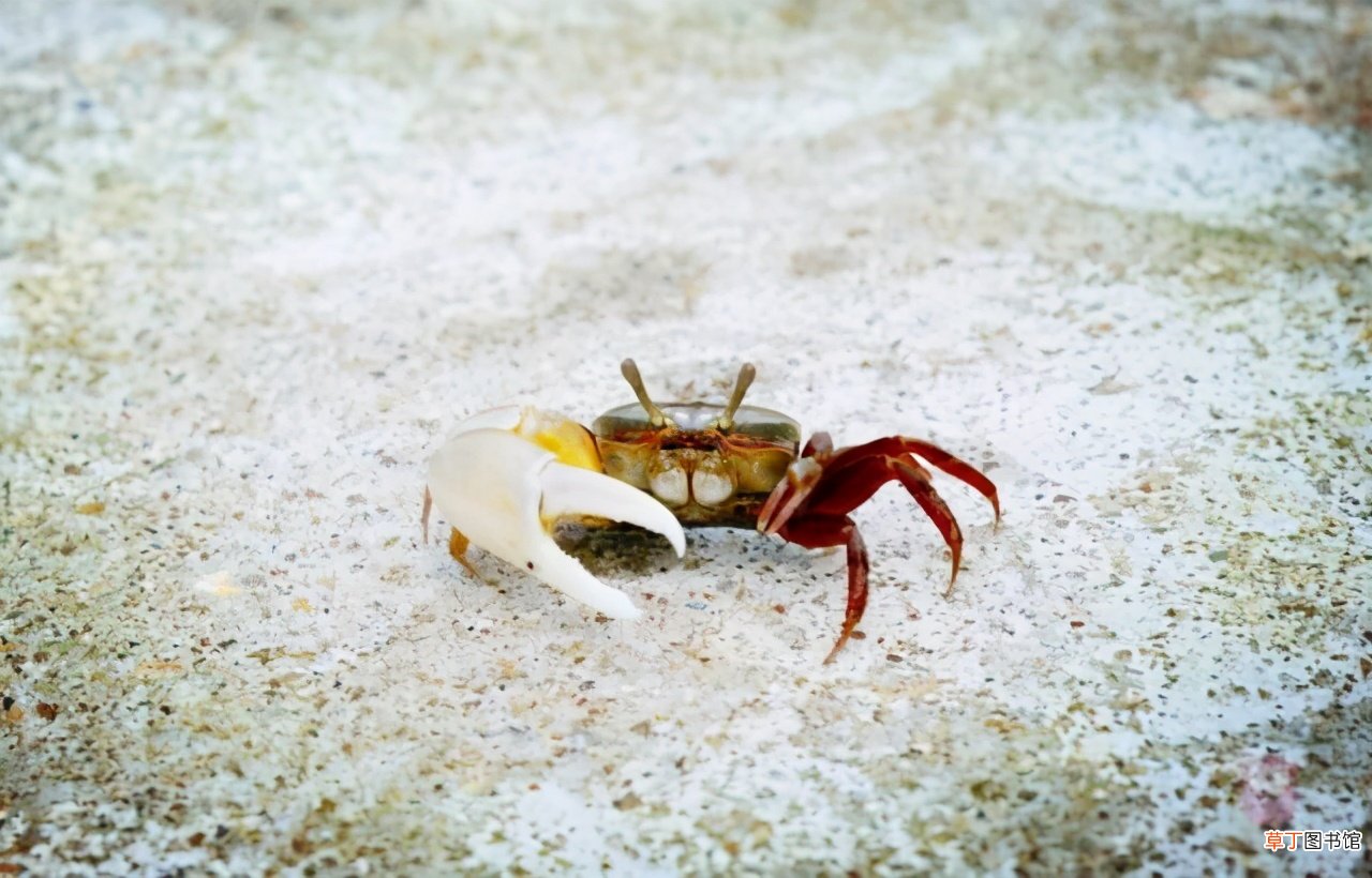 家养小螃蟹的方法 小螃蟹怎么养
