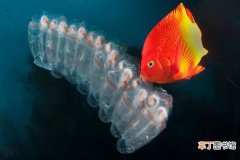 海鞘的介绍及读音 海鞘是什么动物