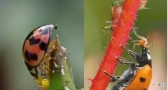 七星瓢虫的益害种类 七星瓢虫是益虫还是害虫