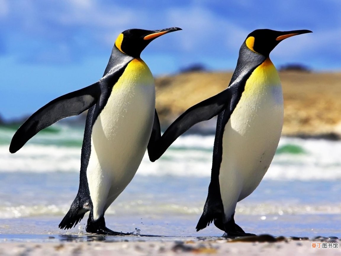 企鹅羽毛的重量和软硬度 企鹅有羽毛吗