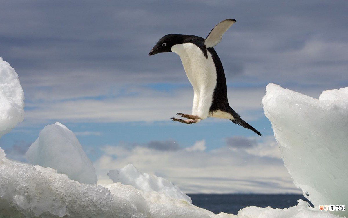 企鹅羽毛的重量和软硬度 企鹅有羽毛吗