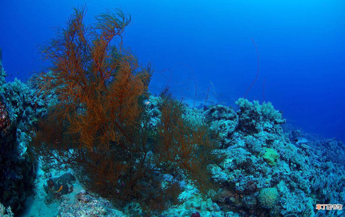 珊瑚的品种和颜色等级分类 珊瑚分几种