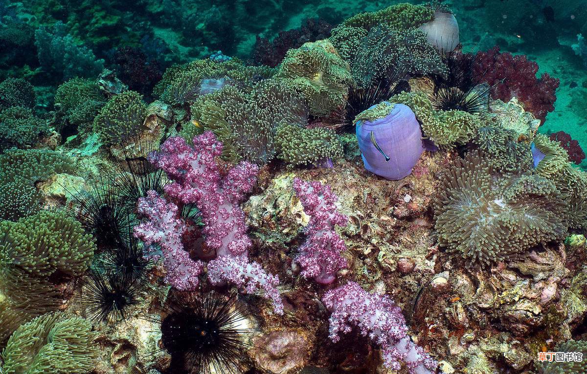 珊瑚的品种和颜色等级分类 珊瑚分几种