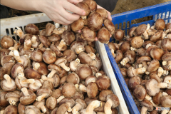新鲜香菇清洗干净的方法和吃法大全 新鲜香菇怎么洗才干净