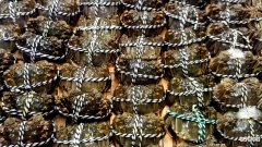河蟹的保鲜存放时间 河蟹能放几天