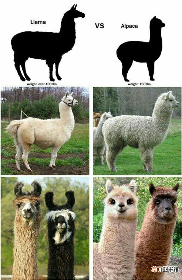 大羊驼和小羊驼的特征 羊驼和驼羊的区别