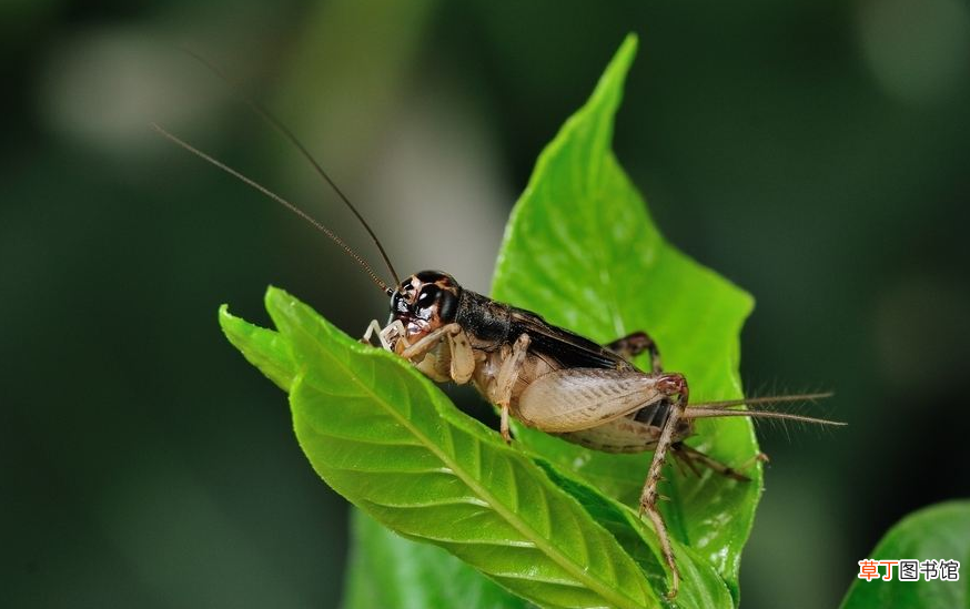 古人对蟋蟀的别称 蟋蟀为什么叫促织