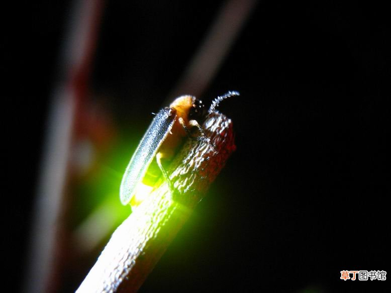 萤火虫活的天数和生长环境 萤火虫的寿命有多长