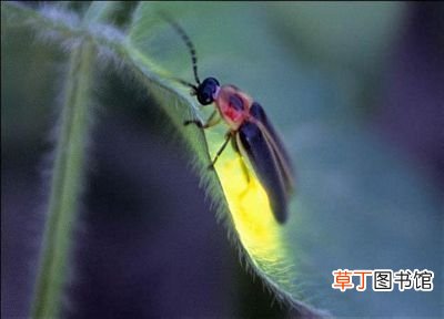 萤火虫活的天数和生长环境 萤火虫的寿命有多长