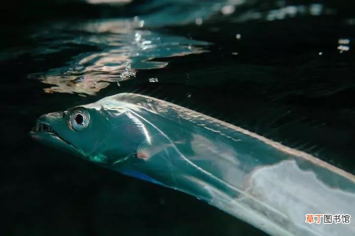 带鱼生活的海域深度 带鱼生活在海底多少米