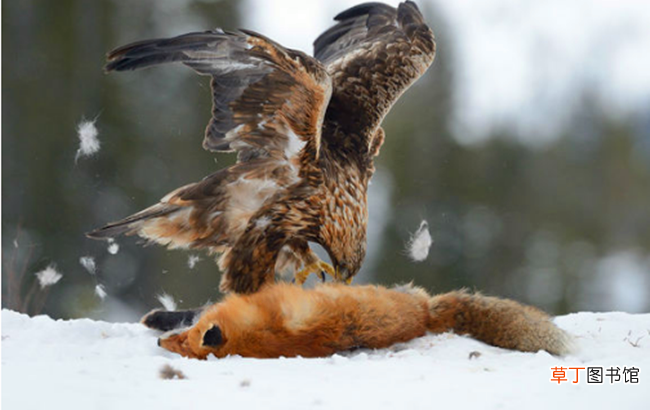 狐狸的克星动物有哪些 狐狸的天敌是什么动物