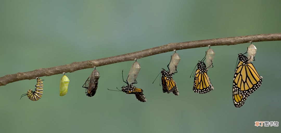 蝴蝶的存活时间 蝴蝶的寿命一般有多长