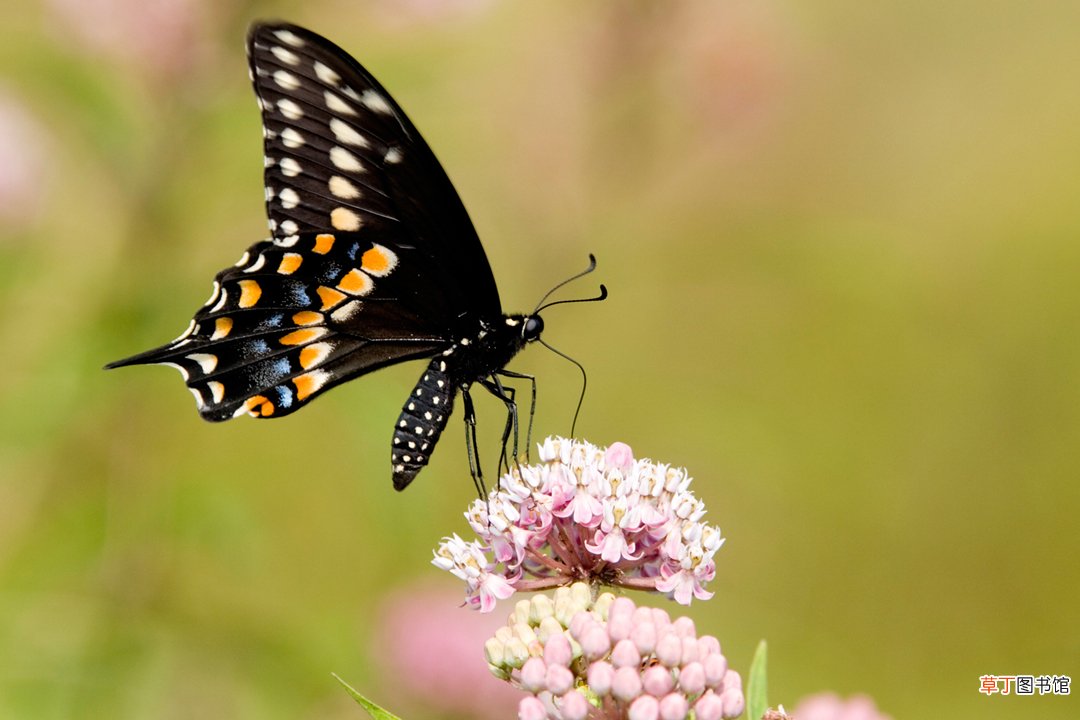 蝴蝶的存活时间 蝴蝶的寿命一般有多长