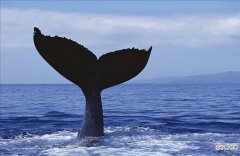 鲸鱼是卵生还是胎生 鲸鱼是哺乳动物吗