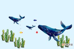 鲸鱼的呼吸方式 鲸鱼用什么呼吸