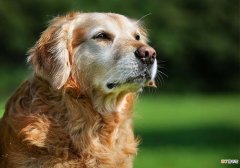 狗的平均寿命和年龄算法 狗的寿命一般多长