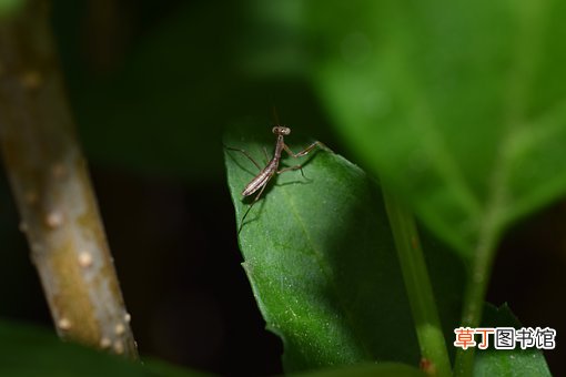 螳螂的益害关系 螳螂是益虫还是害虫