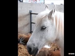 马的生活习性 马是站着睡还是躺着睡