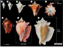 海螺繁殖的方法 海螺是雌雄同体吗