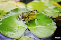 牛蛙和青蛙的区别 牛蛙是青蛙吗