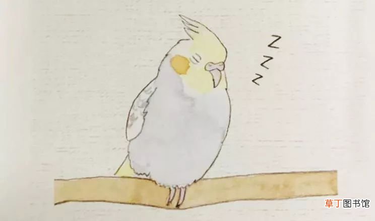 鹦鹉是站着睡还是趴着躺着睡 鹦鹉是站着睡觉吗
