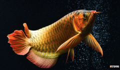 金龙鱼的种类和喂养方法 金龙鱼是金鱼吗