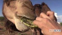 骆驼吃仙人掌不怕刺吗，除此之外还吃什么