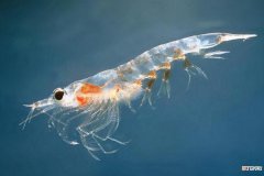 南极磷虾是淡水虾还是咸水虾，和普通虾有什么区别
