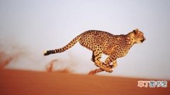 猎豹奔跑的最快速度 猎豹的速度有多快