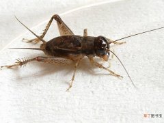 蟋蟀的特点和特征 蟋蟀是益虫还是害虫