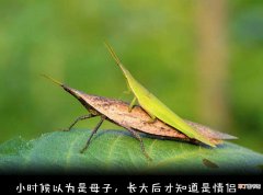 螳螂雌雄的区别 螳螂怎么分辨雌雄