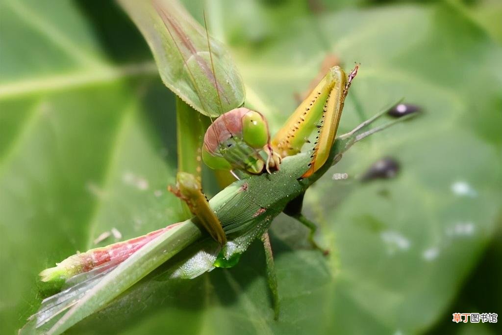 螳螂吃配偶的真正原因 螳螂为什么要吃掉自己的配偶