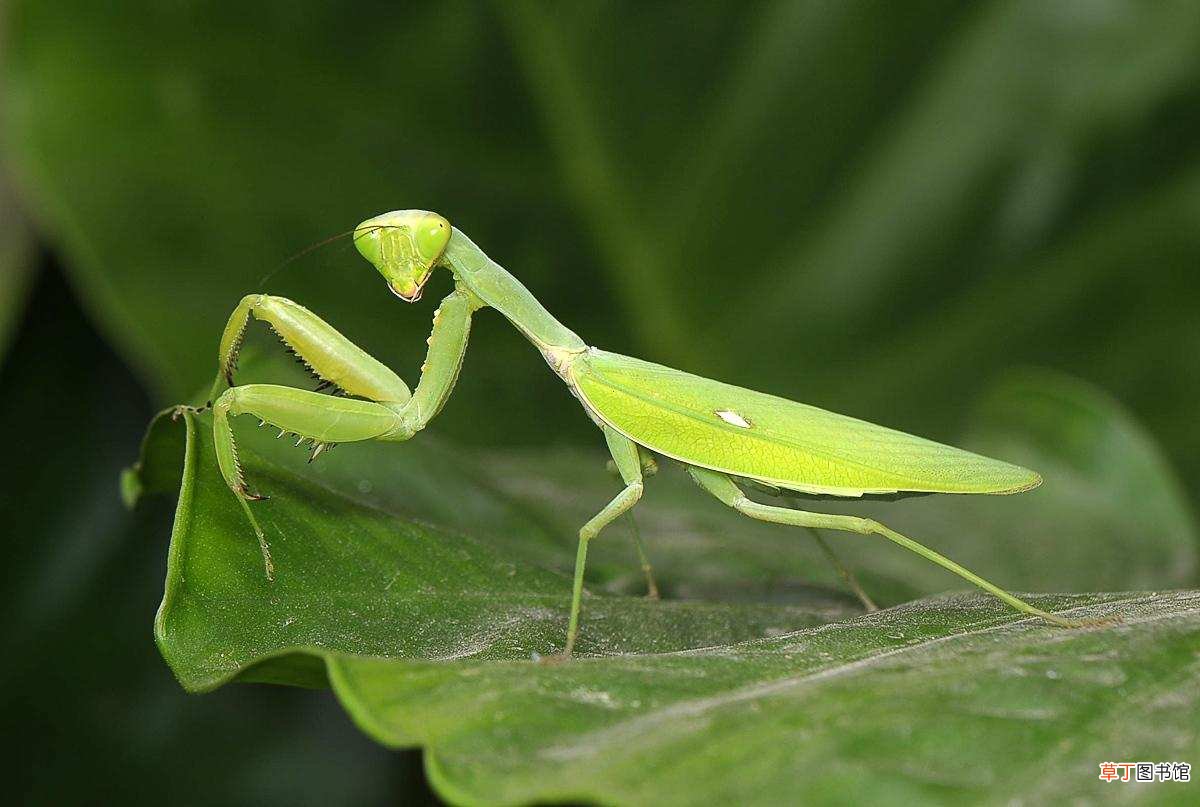 螳螂吃配偶的真正原因 螳螂为什么要吃掉自己的配偶