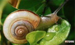 蜗牛粘液毒性分析 蜗牛的粘液有毒吗