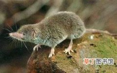 尖嘴鼠学名简介 尖嘴老鼠是什么品种