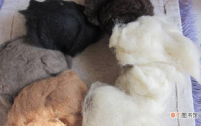 绵羊毛和羊绒面料区别 绵羊毛和羊绒哪个好