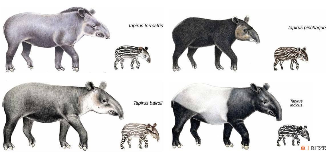 生长变化大的动物名称 哪些动物小时候和长大后不一样