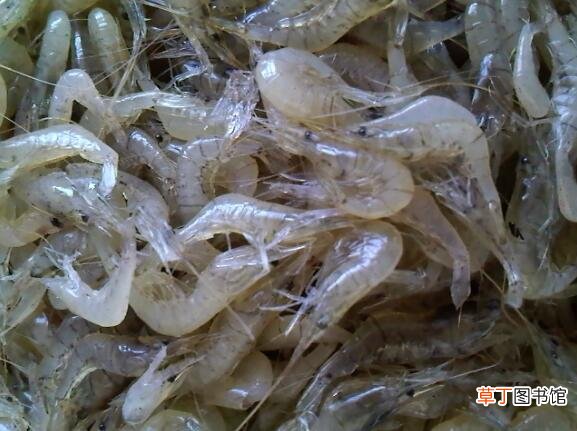河虾是海鲜吗，算凉性食物吗