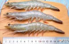 海虾和淡水虾的营养价值区别 河虾和海虾的区别