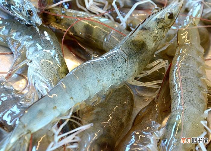 海虾和淡水虾的营养价值区别 河虾和海虾的区别