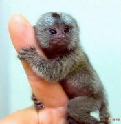 体型最小的猴子排行榜 最小的猴子是什么猴