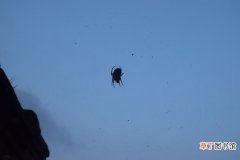 蜘蛛是益虫还是害虫，对人有危害吗