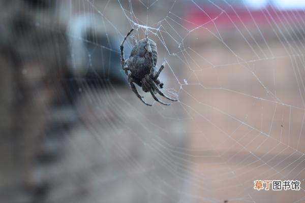 蜘蛛是益虫还是害虫，对人有危害吗