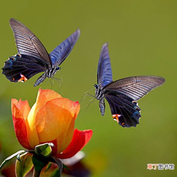 蝴蝶的别称及美名 蝴蝶的寓意和象征