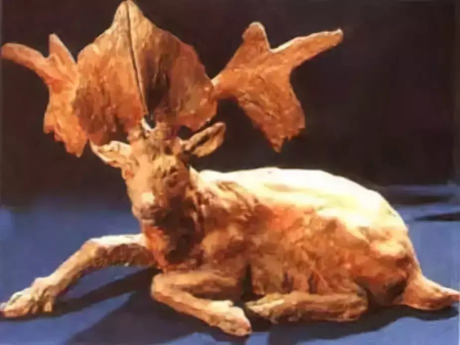 史前动物肿骨鹿动物介绍 肿骨鹿是什么动物