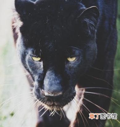 黑豹是什么品种 黑豹是猫科动物吗